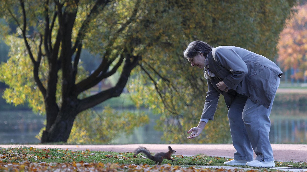 парк белка животные природа