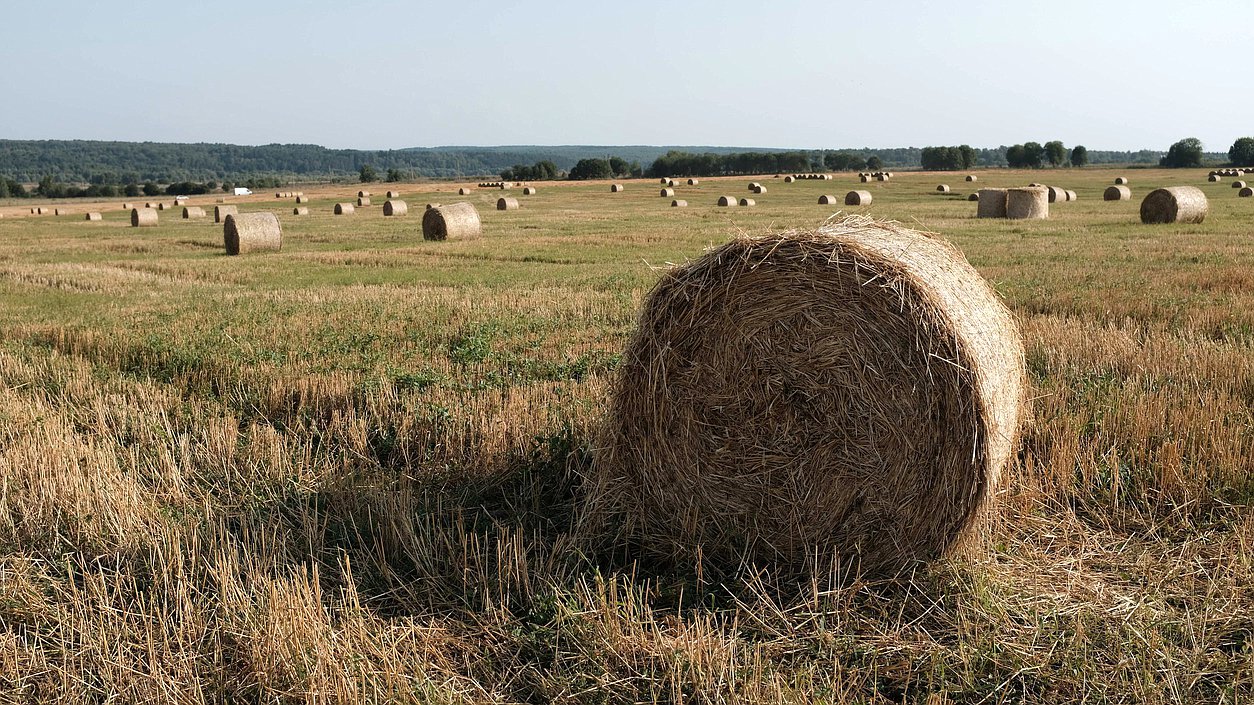 Сено