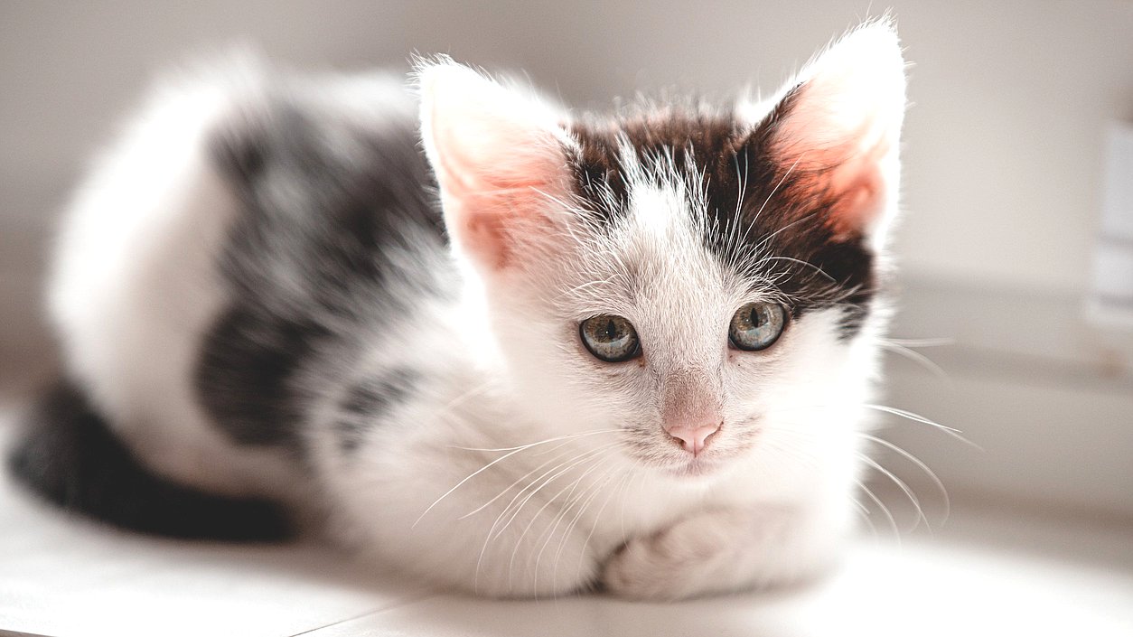 животные кошка