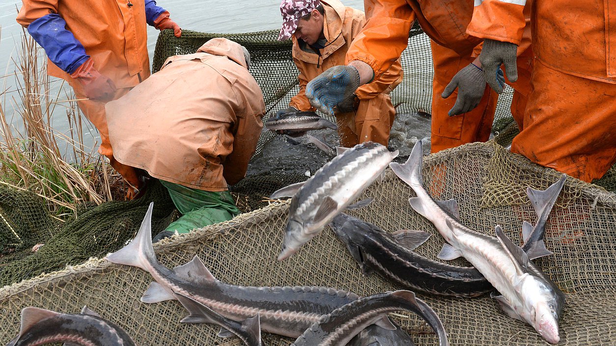 осетр рыба ловля сеть
