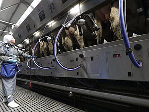 сельское хозяйство молоко доярка село