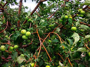 дача природа растения река