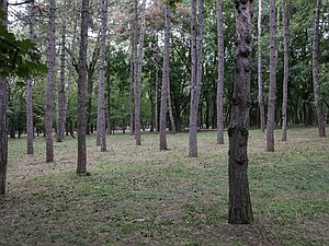 парк деревья природа лес