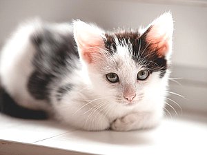 животные кошка