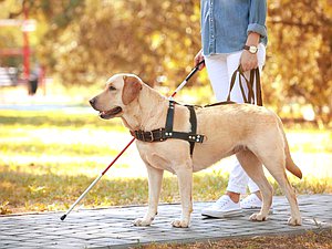 Собака-поводырь