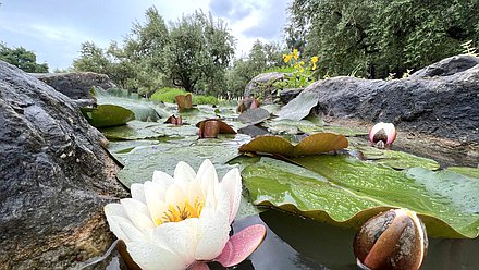 Крым кувшинки природа пруд